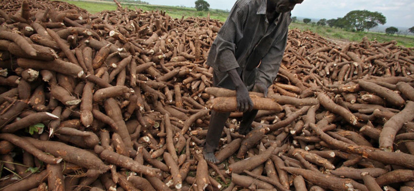 Agronomy Seen As A Cure For Cassava Production Issues In Africa 