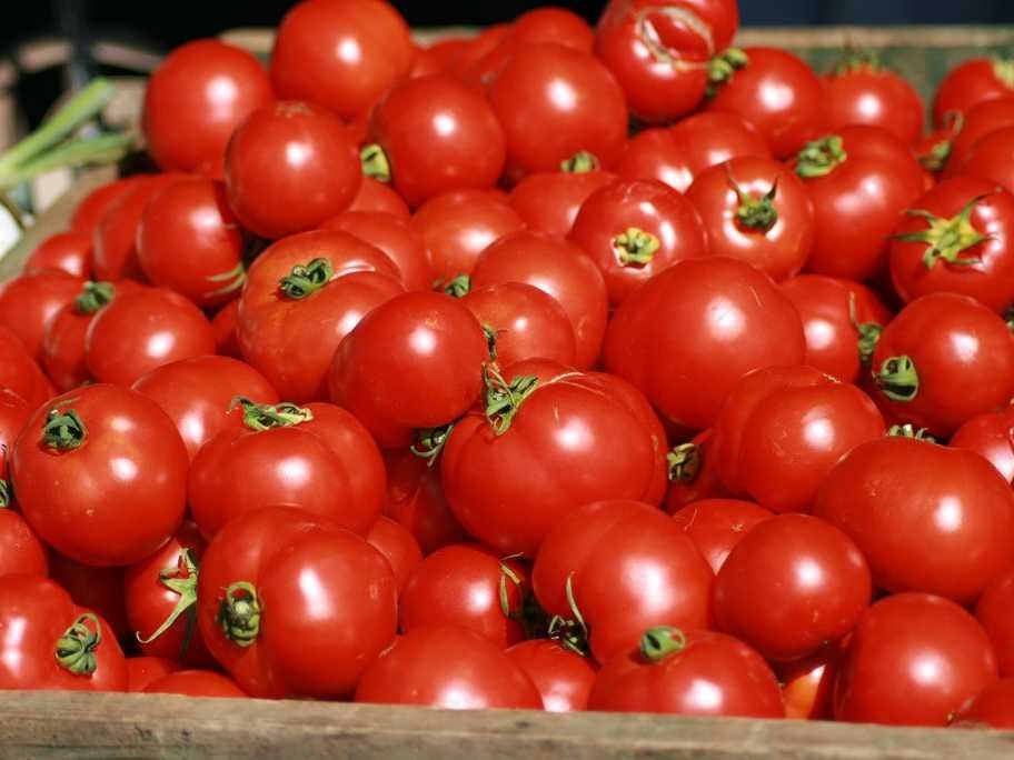 Energy Transforming spoilt tomatoes to electricity Innovation