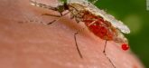 Malaria Vaccine Mosquito