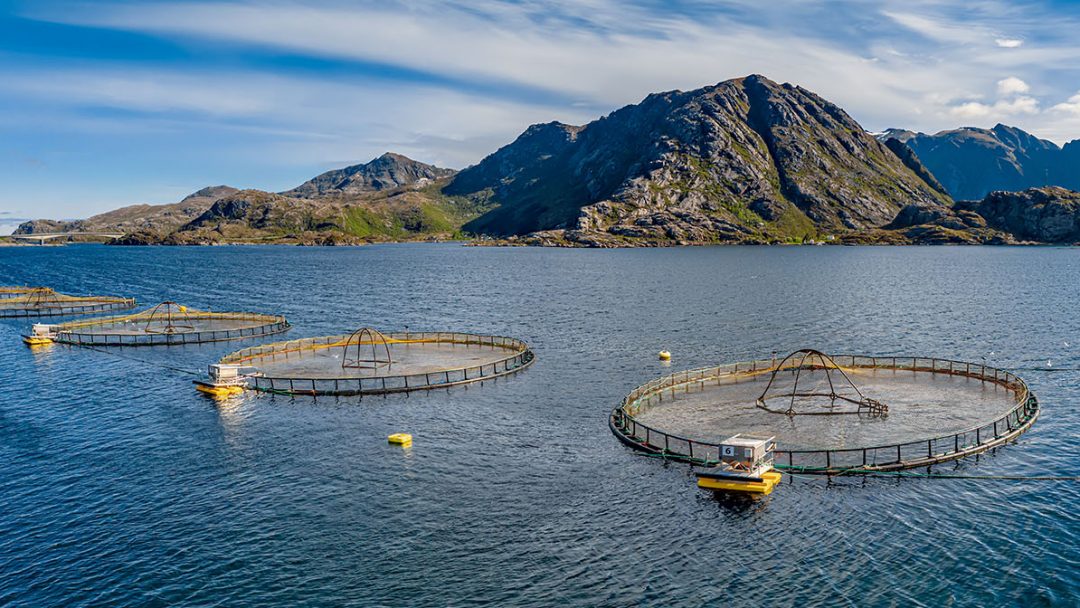 Аквакультура. Солоноватоводная аквакультура. Аквакультура в Ирландии. Aquaculture. Centre for research-based Innovation in Aquaculture Technology (create) Norway логотип.