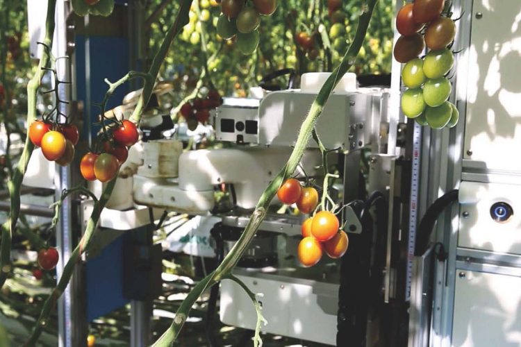 Inaho A Japanese Agtech Company Launches Robotic Tomato Harvester